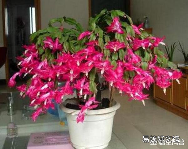 蟹爪兰秋季为什么要把芽打掉?
