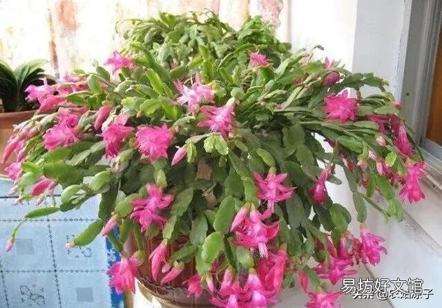 蟹爪兰秋季为什么要把芽打掉?