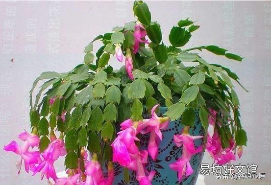 蟹爪兰秋季为什么要把芽打掉?