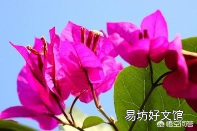 三角梅在短期5°C时影响开花吗?