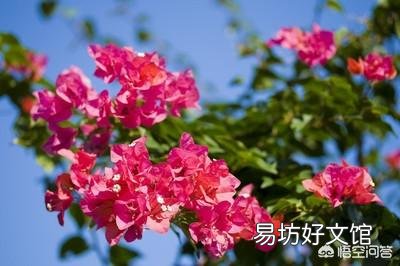 三角梅在短期5°C时影响开花吗?