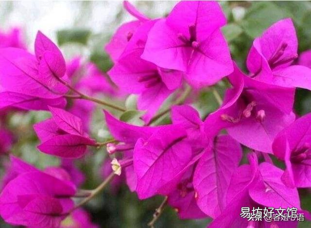 三角梅在短期5°C时影响开花吗?
