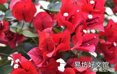 三角梅在短期5°C时影响开花吗?