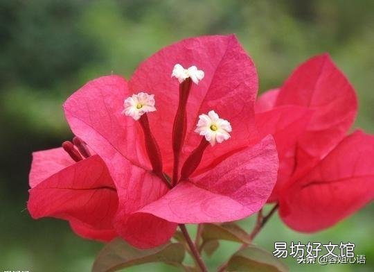 三角梅在短期5°C时影响开花吗?