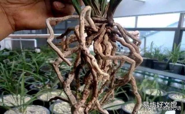 兰花上盆过后就开花,是怎么回事?