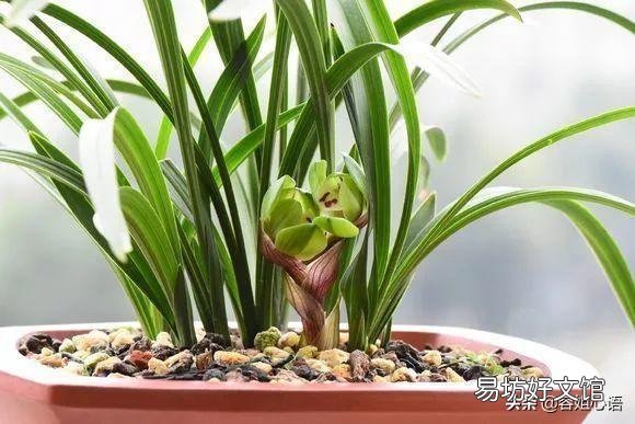 兰花上盆过后就开花,是怎么回事?