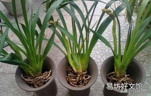 兰花上盆过后就开花,是怎么回事?