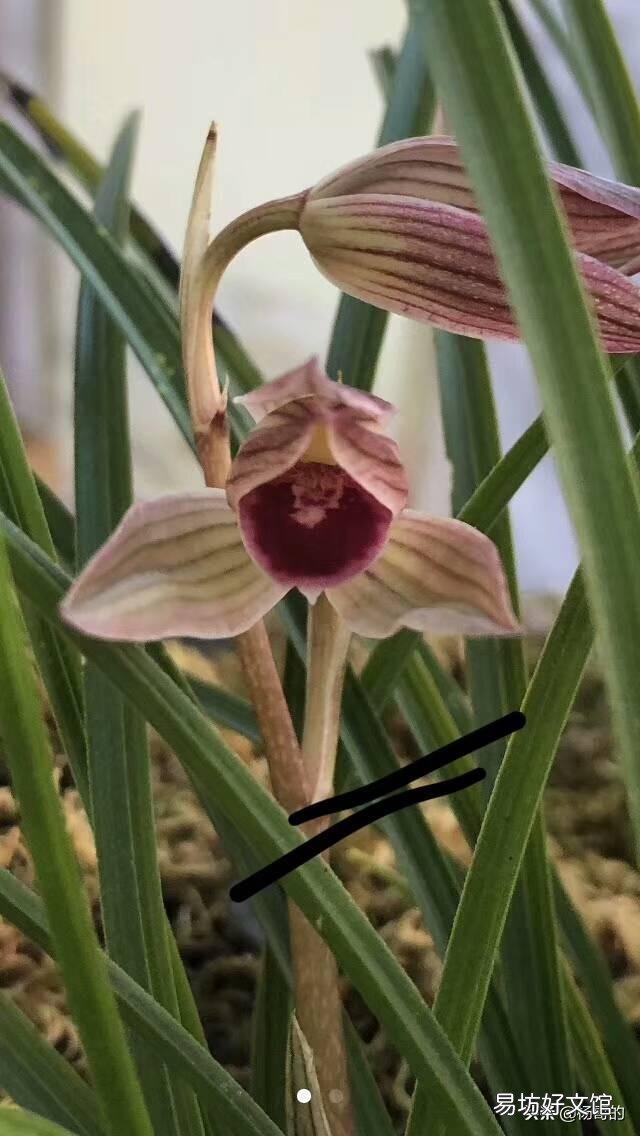 兰花上盆过后就开花,是怎么回事?