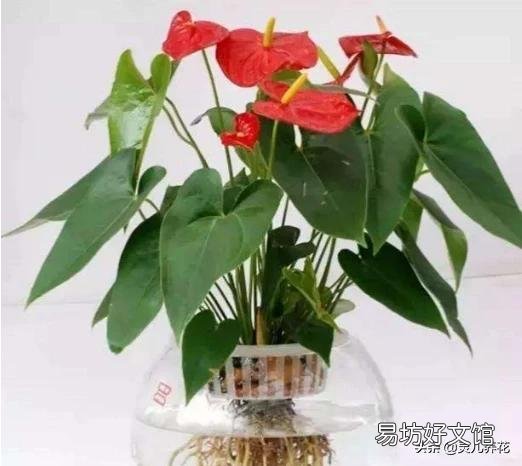 怎样判断水培植物是否烂根?