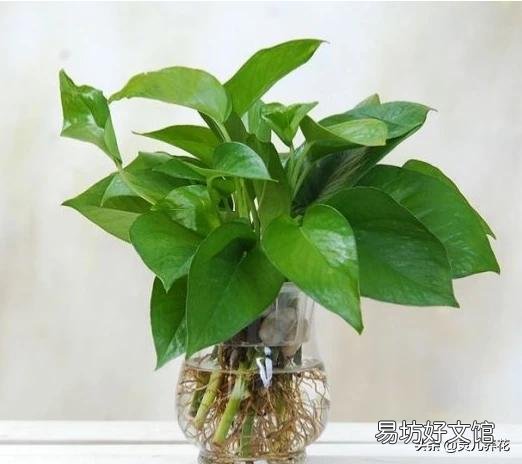 怎样判断水培植物是否烂根?