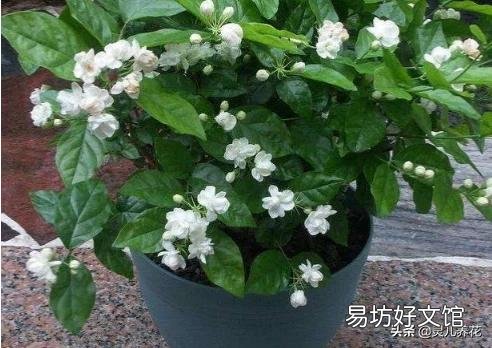 怎样判断水培植物是否烂根?