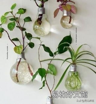 怎样判断水培植物是否烂根?