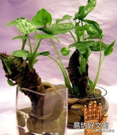 怎样判断水培植物是否烂根?