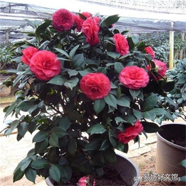 我养的茶花花苞已有很大。但是已经好长时间了,怎么就不开呢?
