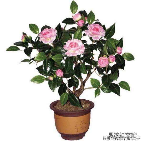 我养的茶花花苞已有很大。但是已经好长时间了,怎么就不开呢?