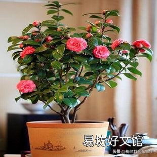 我养的茶花花苞已有很大。但是已经好长时间了,怎么就不开呢?