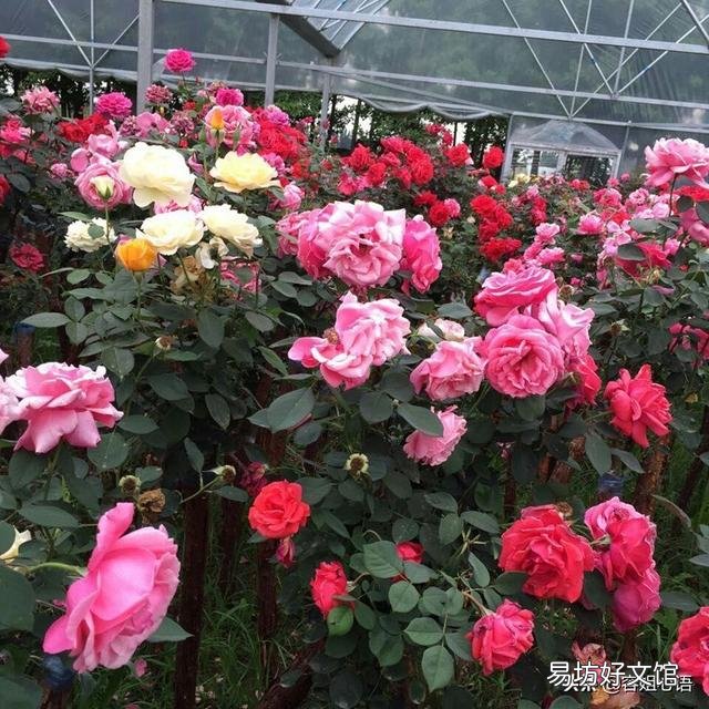 都说月季根瘤是绝症,真的无药可救吗?