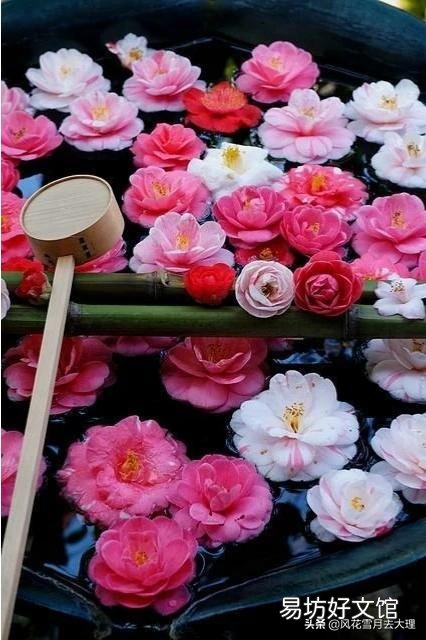 有什么花既好养还容易经常开花的，有什么推荐？