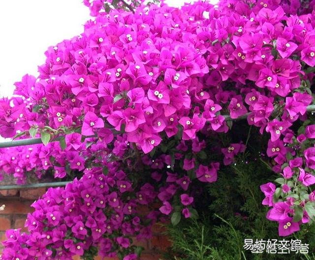 有什么花既好养还容易经常开花的，有什么推荐？