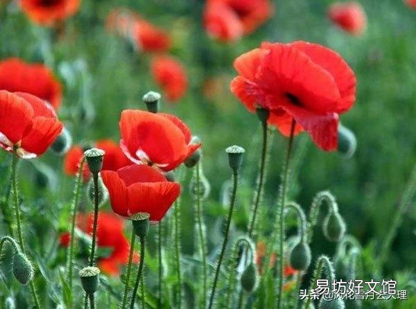 有什么花既好养还容易经常开花的，有什么推荐？