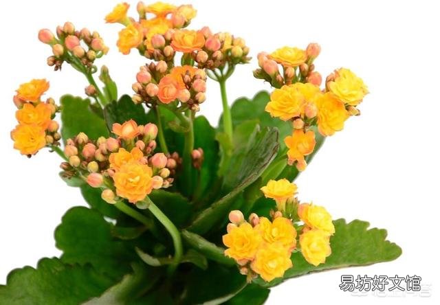 有什么花既好养还容易经常开花的，有什么推荐？