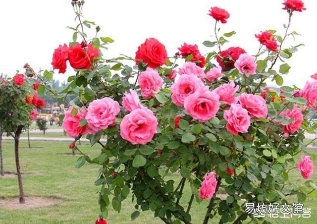 有什么花既好养还容易经常开花的，有什么推荐？