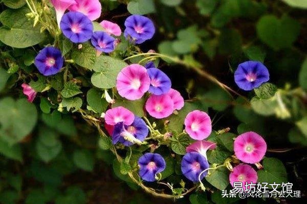 有什么花既好养还容易经常开花的，有什么推荐？