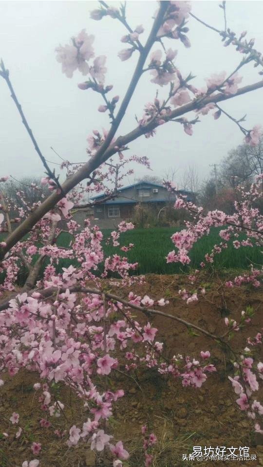 北方有的农村有个小院子，可以种菜种花，回家做自媒体怎么样啊？
