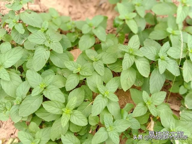 北方有的农村有个小院子，可以种菜种花，回家做自媒体怎么样啊？
