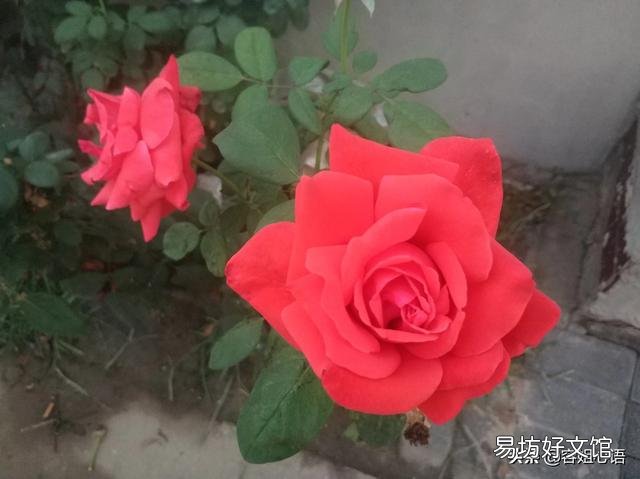 北方有的农村有个小院子，可以种菜种花，回家做自媒体怎么样啊？