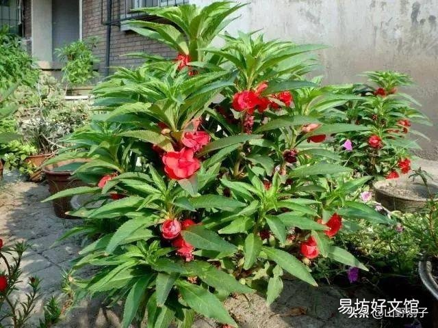 北方有的农村有个小院子，可以种菜种花，回家做自媒体怎么样啊？