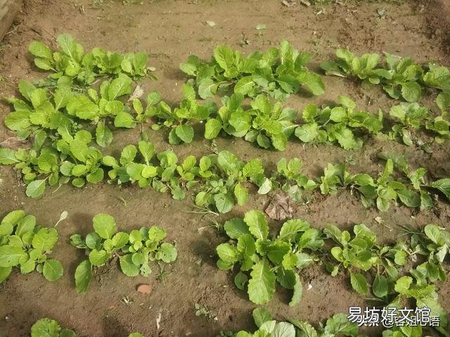北方有的农村有个小院子，可以种菜种花，回家做自媒体怎么样啊？
