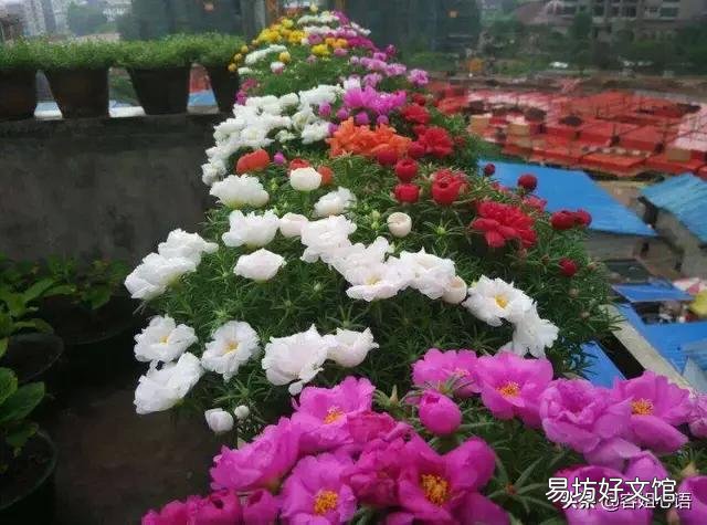 北方有的农村有个小院子，可以种菜种花，回家做自媒体怎么样啊？