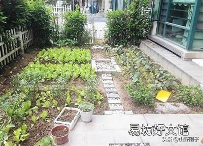 北方有的农村有个小院子，可以种菜种花，回家做自媒体怎么样啊？