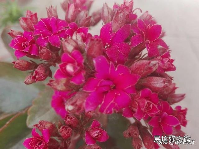 长寿花9月份可以晒太阳吗？