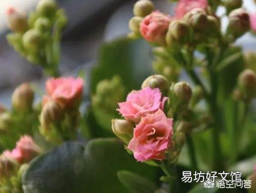 长寿花9月份可以晒太阳吗？
