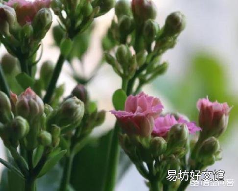 长寿花9月份可以晒太阳吗？