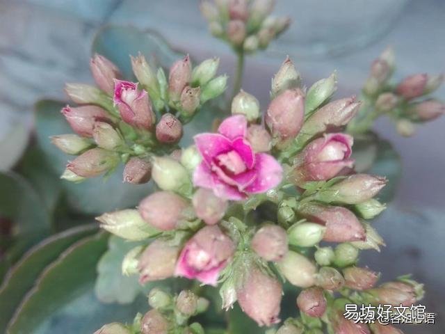长寿花9月份可以晒太阳吗？