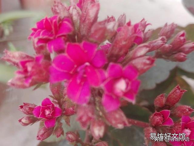长寿花9月份可以晒太阳吗？