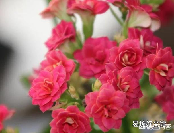 长寿花9月份可以晒太阳吗？