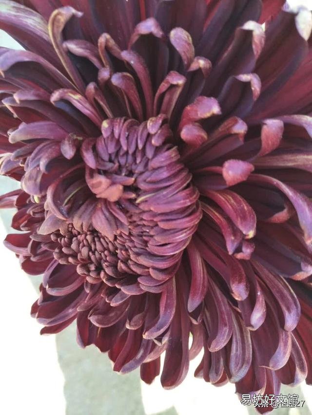 秋冬季节北方适合养什么花?