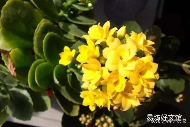秋冬季节北方适合养什么花?