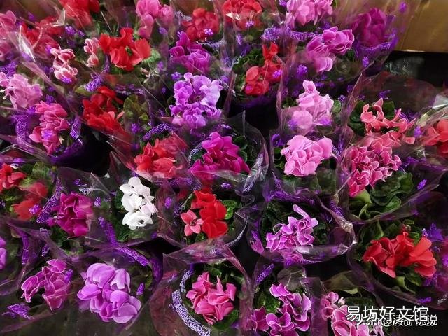 秋冬季节北方适合养什么花?