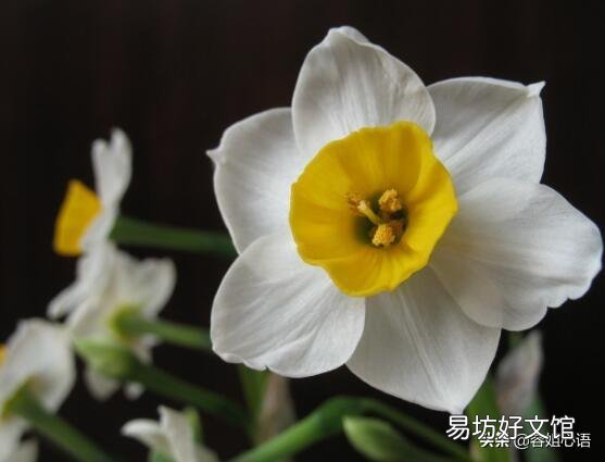 秋冬季节北方适合养什么花?