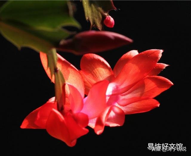 秋冬季节北方适合养什么花?