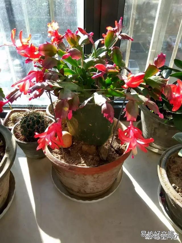 秋冬季节北方适合养什么花?