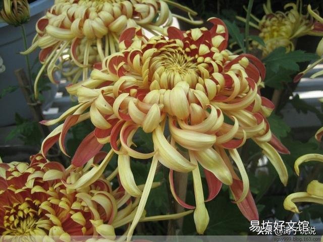 秋冬季节北方适合养什么花?