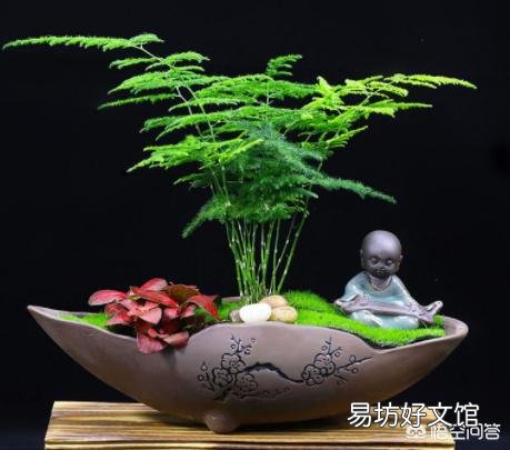 你家里喜欢养一些什么绿色植物?能发一张图片分享一下吗?