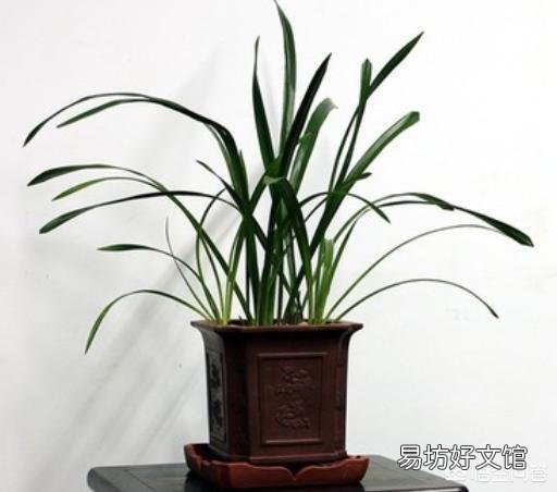 你家里喜欢养一些什么绿色植物?能发一张图片分享一下吗?