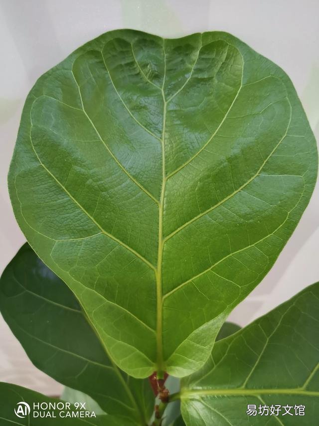 你家里喜欢养一些什么绿色植物?能发一张图片分享一下吗?